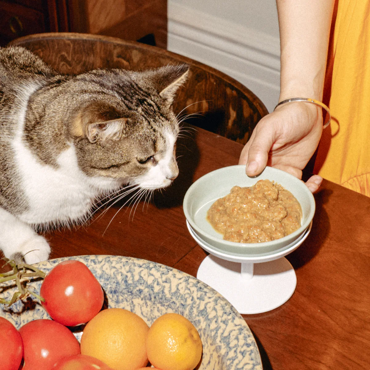 Really Great Cat Food Trial Pack - Image 6