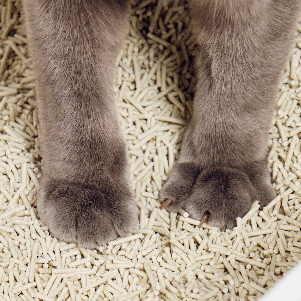 Really Great Cat Litter - Image 11